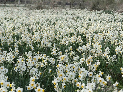 برداشت ۱۰۰ میلیون شاخه گل نرگس از نرگس زار&zwnj;های شهرستان کازرون