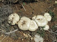 مسمومیت ۱۷ نفر با مصرف قارچ وحشی در آذربایجان شرقی