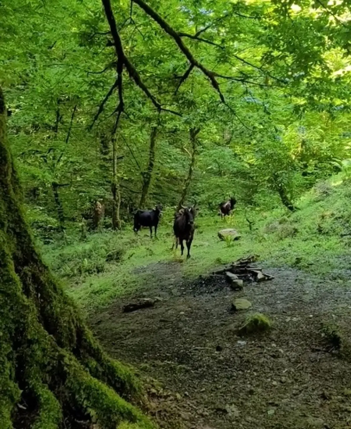 سلامت جنگل جایگزین تولید چوب می‌شود
